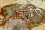 Beautiful Petrified Wood (Araucaria) Slab - Madagascar #361494-1